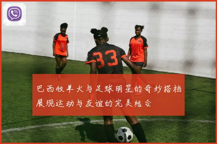 巴西牧羊犬与足球明星的奇妙搭档展现运动与友谊的完美结合